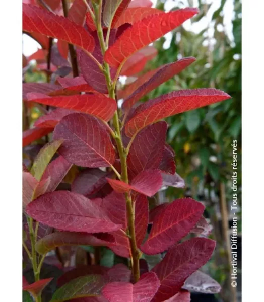 amelanchier-canadensis-october-flame-1000652-1.webp