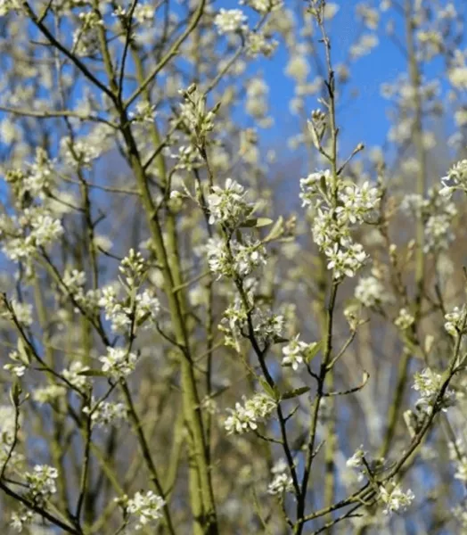 amelanchier-canadensis-october-flame-1000652-2.webp