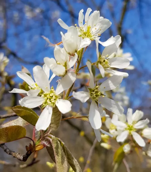 amelanchier-lamarckii-amelanchier-de-lamarck-copyright-a-78891-1.webp