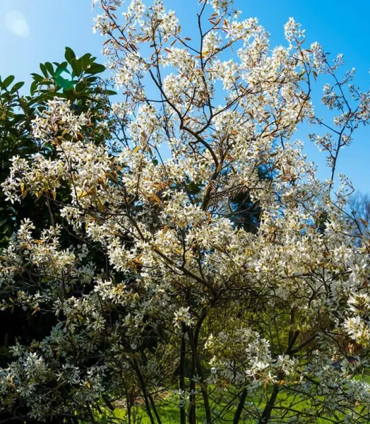 amelanchier-lamarckii-amelanchier-de-lamarck-copyright-a-78891-3.webp