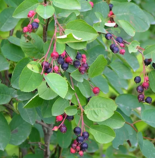 amelanchier-ovalis-amelanchier-a-feuilles-ovales.webp