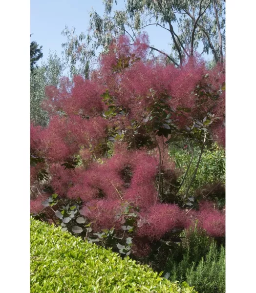 arbre-a-perruque-flamissimo-cotinus.webp