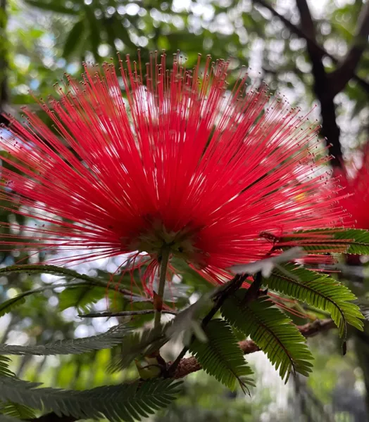 ALBIZ. JULI. Rouge de Tuiliere 5l