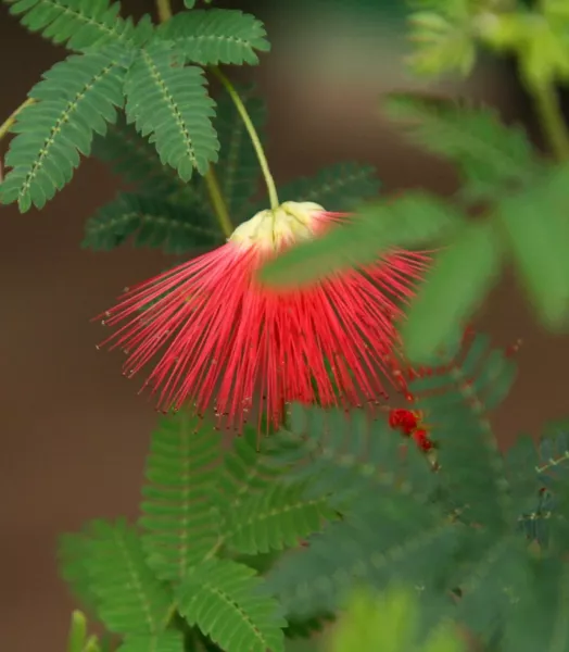 arbre-de-soie-albizia-julibrissin-rouge-de-tuiliere-copyright-18285-3.webp