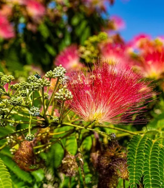 arbre-de-soie-albizia-julibrissin-rouge-de-tuiliere-copyright-18285-4_0.webp