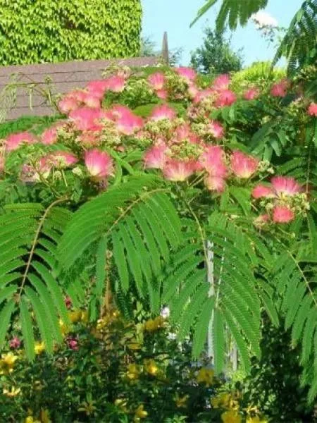 ALBIZIA. JULI. OMBRELLA 5L