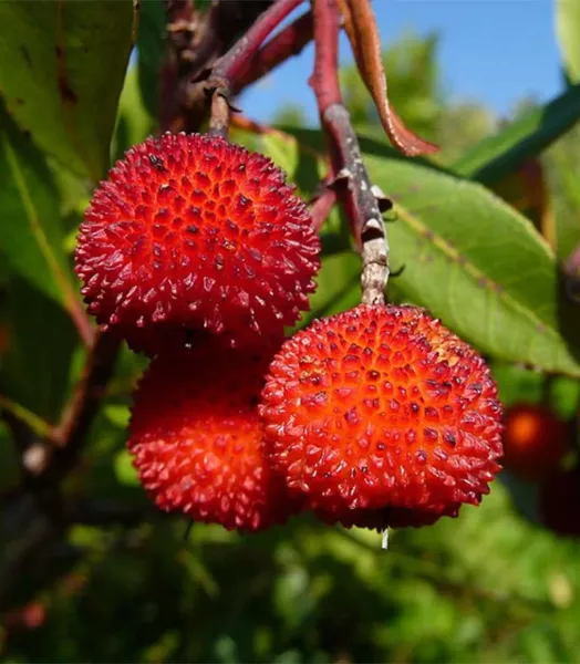 arbutus-unedo-rubra-85181-2.webp