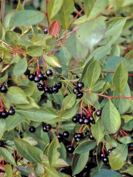 ARONIA melanocarpa Hugin