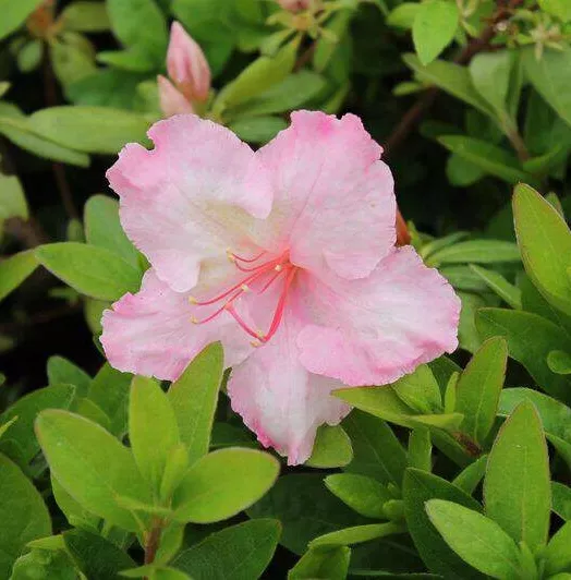 azalea_japonica_broceliande_lancelot_drt41__045365200_1623_26072018.webp