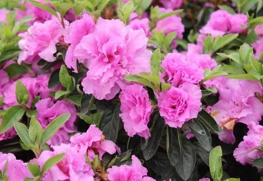 AZALEA JAPO. BROCELIANDE PERCEVAL 3L