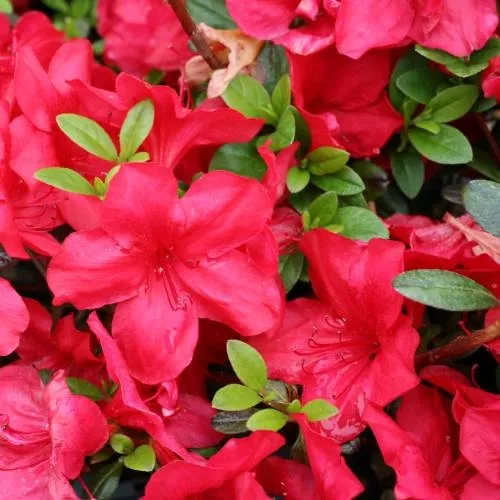 AZALEA JAPO. FETE DES MERES 4L