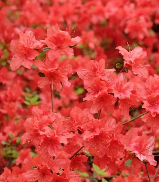 AZALEA JAPO. ORANGE BEAUTY 4L