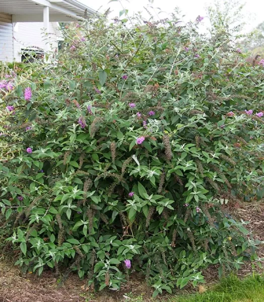 buddleia-davidii-flower-power-781565-p.webp