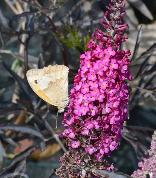 buddleia-de-david-reve-de-papillon-rouge.webp