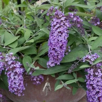 buddleia-dreaming-lavander3.webp