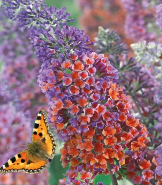 buddleia-flower-power.webp