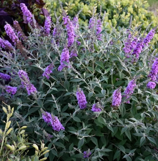 BUDDLEJA DAV. LAVENDER 4L