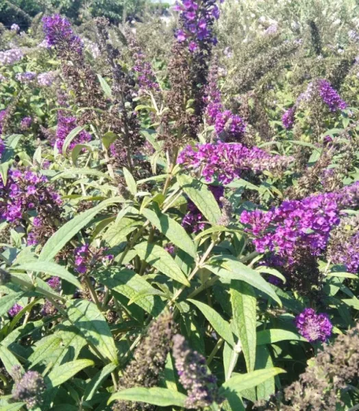 BUDDLEJA DAV. Rêve Papillon Violet 4L