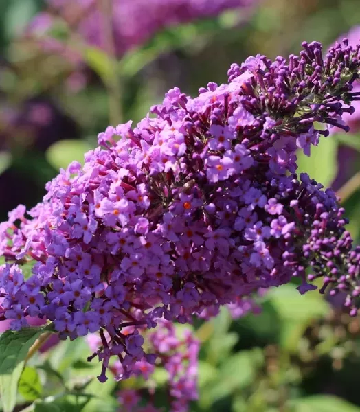 BUDDLEJA DAV.  Rêve de Papillon PINK 4L