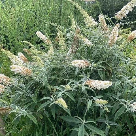 buddleja-white-bouquet-.webp