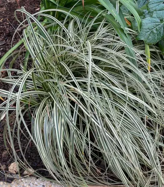 CAREX oshimensis Moon Falls 4L