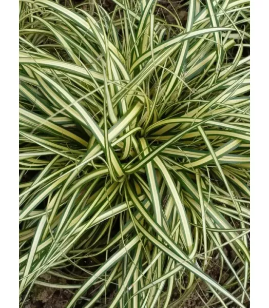 CAREX oshimensis Evergold IV 4L