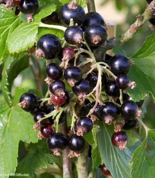 RIBES nigrum 4L