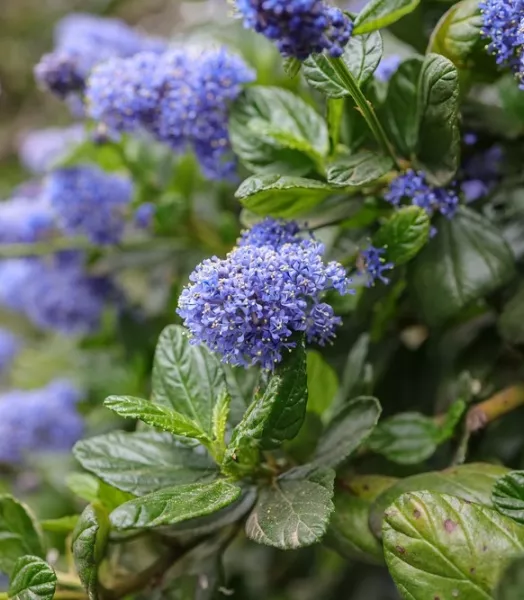 ceanbur-ceanothus-burkwoodii-1.webp