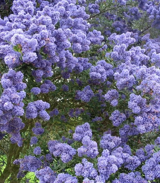 CEANOTHUS CONCHA 4L