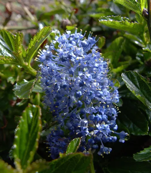 ceanothus-burkwoodii-87736-1.webp