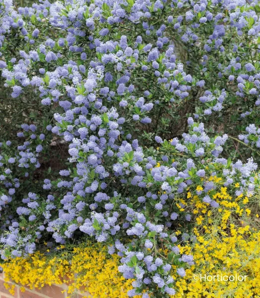 ceanothus-burkwoodii.webp