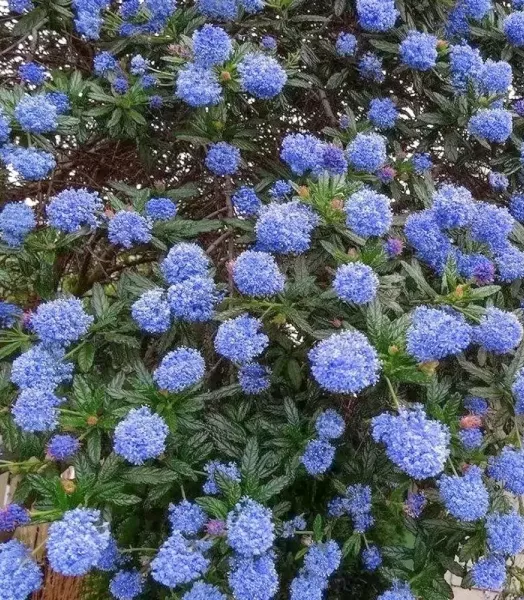 ceanothus-italian-skies-p8377-64891_image.webp