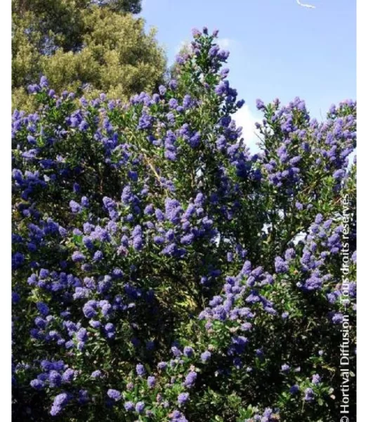 CEANOTHUS SKYLARK 4L