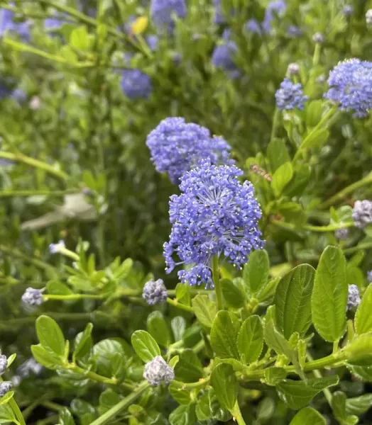 ceanothus-thrysiflorus-skylark.webp