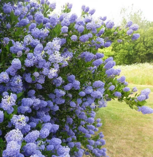 ceanothus-thyrsiflorus-skylark-ceanothe-persistante-bleue-lilas-de-californie.webp