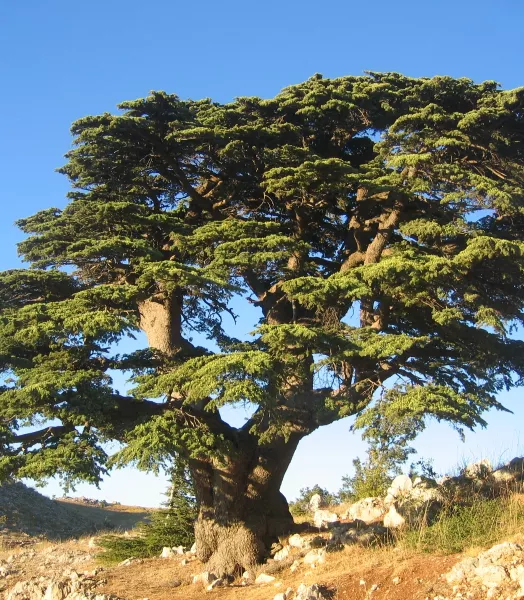 CEDRUS DEO. 'PENDULA' 4L