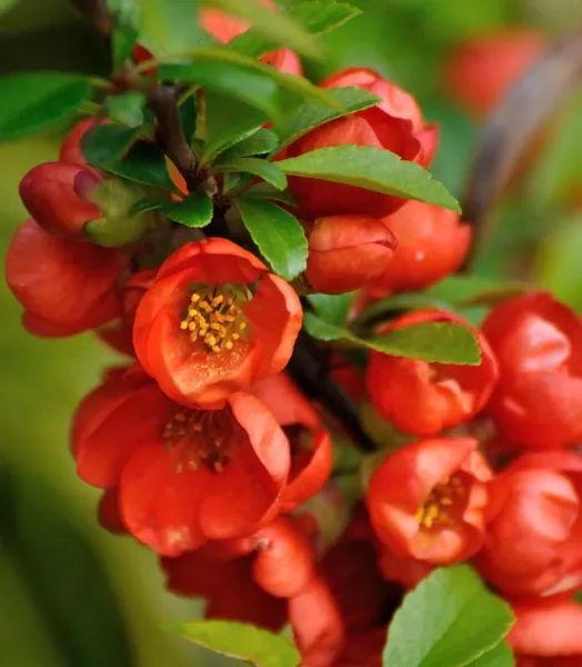 CHAENOMELES SUPERBA ORANGE BEAUTY 4L