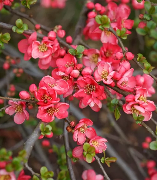 CHAENOMELES SUPERBA PINK LADY 4L