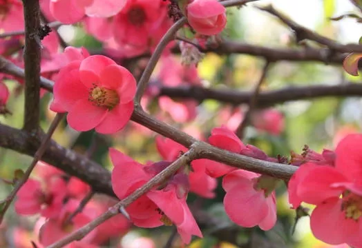 CHAENOMELES. SPECIOSA. UMBILICATA 4L