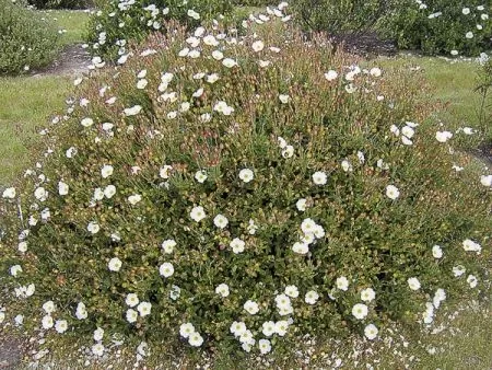 CISTUS OBTUSIFOLIUS 4L