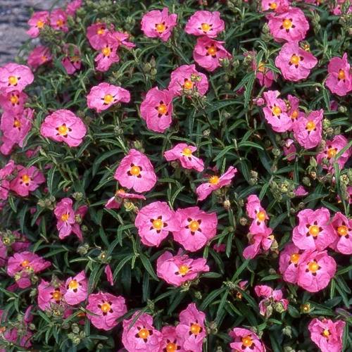 CISTUS PURPUREUS 4L