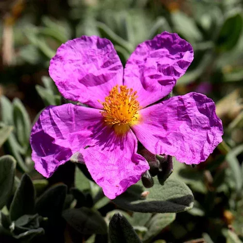 CISTUS CRIPUS 4L