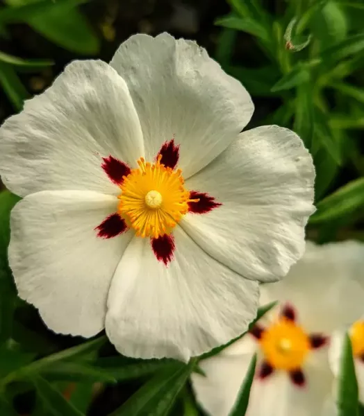 CISTUS X VERGUINII PAUL PECHERAT 4L