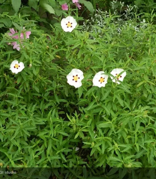 cistus-purpureus-alan-frad.webp