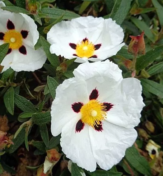 CISTUS PURPUREUS ALAN FRADD 4L