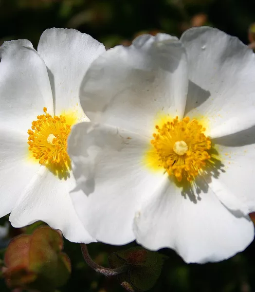 CISTUS MONSPELIENSIS 4L