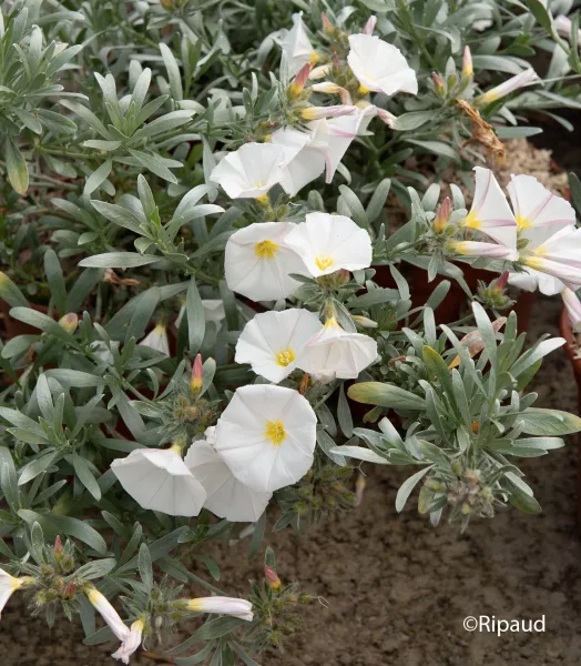 CONVOLVULUS cneorum 3L