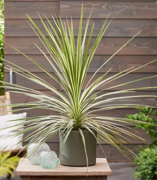 CORDYLINE australis Lime Passion 5L