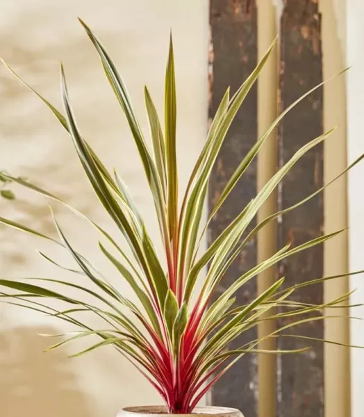 cordyline-australis-magic-star-if-22426-1.webp