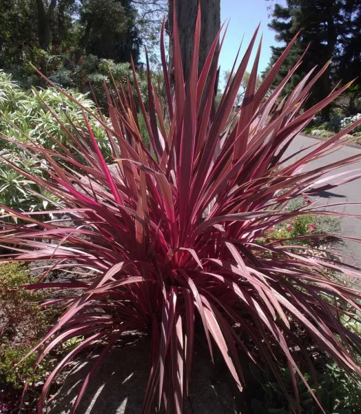 CORDYLINE banksii Electric Pink 5L